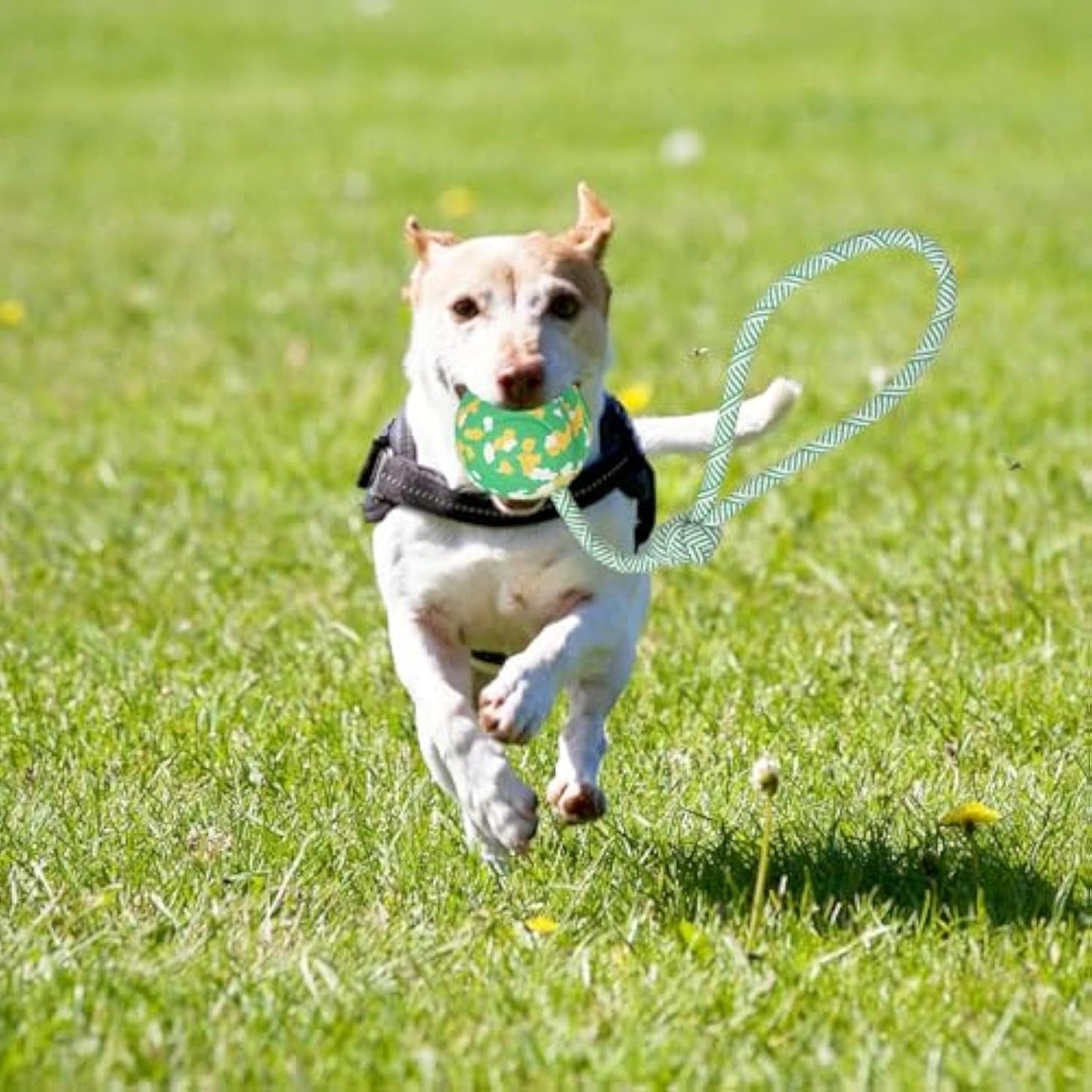 Dog Ball On Rope Dog Toy For Medium Small Dog Interactive Natural Solid Rubber Dog Rope Ball Dog Fetch Pull Tug Throw Toy Ball Toys